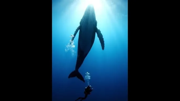 老陈和李青 - 深蓝星球：探索海洋深处的未知世界